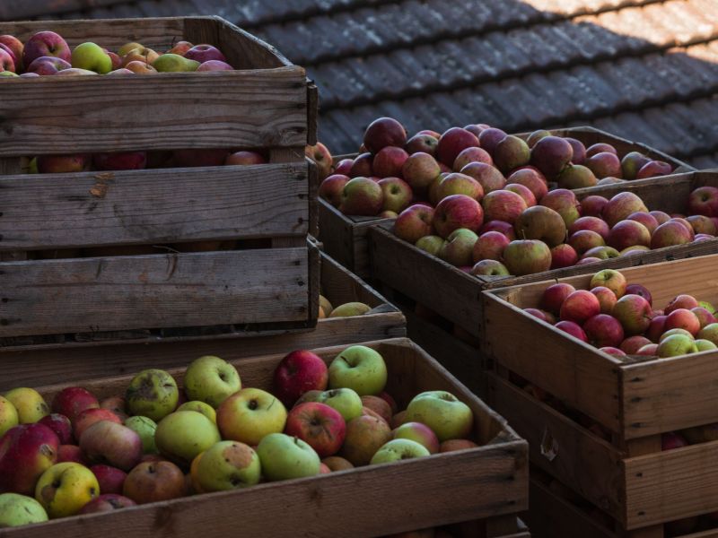 Alte Apfelsorten.jpg