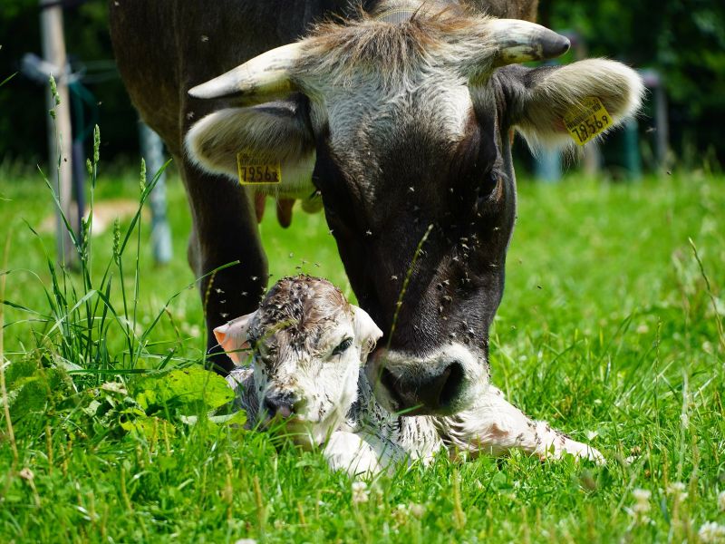 Rätisches Graubvieh